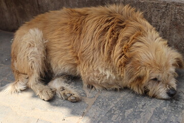 Street dog sleeping on the road under the shadow with sad face.