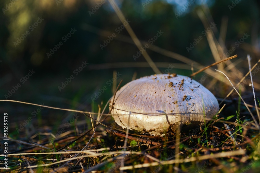 Sticker brown mushroom among pine branches illuminated by sunlight