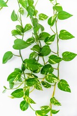 money plant ,pothos or Epipremnum aureum
