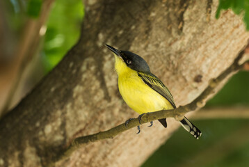 Common Tody-flycatcher - Todirostrum cinereum, beautiful small yelow and black perching bird from Latin America forests and woodlands, Panama.