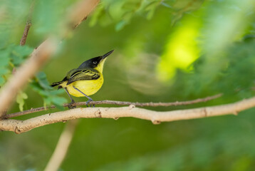 Obraz premium Common Tody-flycatcher - Todirostrum cinereum, beautiful small yelow and black perching bird from Latin America forests and woodlands, Panama.
