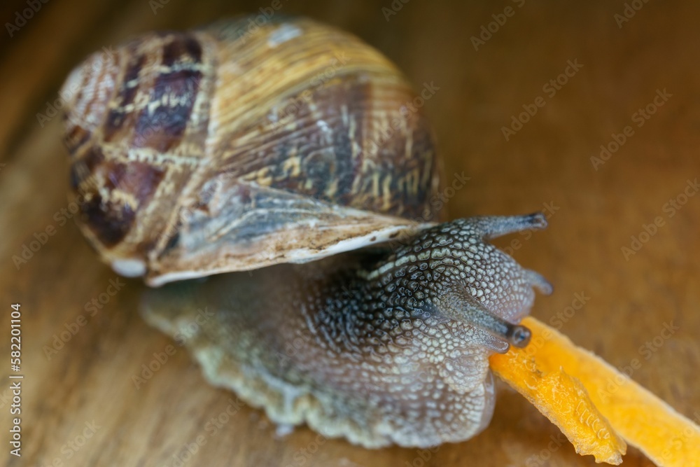 Wall mural close-up of a snail on a wooden table