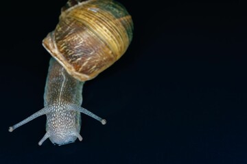 close-up of a snail on a black background