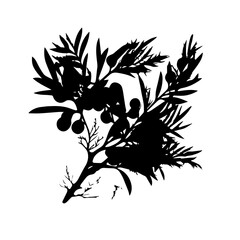 sea buckthorn branch, illustration