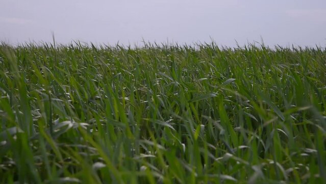 Campo de trigo verde