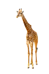 Gordijnen Giraffe walking isolated on transparent background. Clipping path  © Passakorn