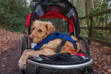 Dog in walking buggy with bad legs