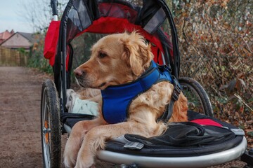 Dog sat in walking buggy with blue harness recovering from leg injury