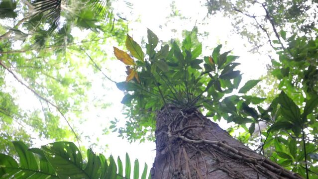 tree in the forest from bato spring laguna philippines