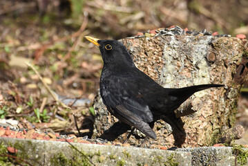 Amsel