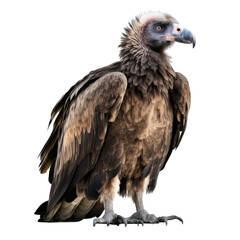 vulture, transparent background png
