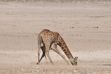 Trinkende Giraffe