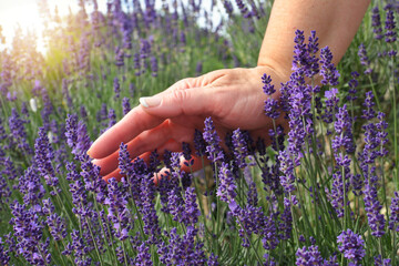 Woman's hand brushing across purple lavender bush in a lavender field on a lavender farm.