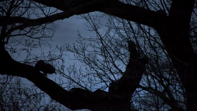 Flaco The Famous Eurasian Eagle-Owl Flies From A Branch In Central Park, New York City, Before Going Out Hunting