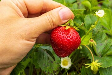 Close-up of a person holding a strawberry in the garden