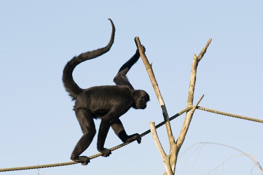 Cute black spider monkey walking on a rope with a blue sky in the background