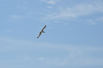 Gabbiano Bianco a Rovinj