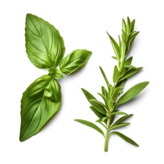 Fresh basil and rosemary green leaves organic farm isolated on white background Generative AI Illustration