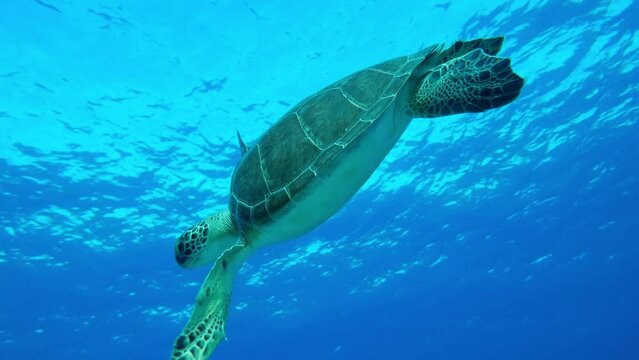 Chelonia mydas from Cyprus