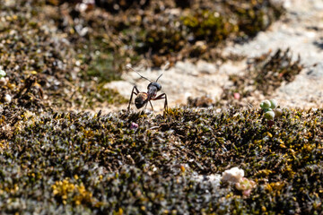 The forest ant runs along the green moss