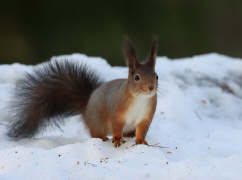 Squirrel © John Sandoy