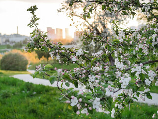 A white flowering apple tree in the park in May as sunset falls. A warm evening in a spring park.