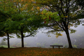 bench in autumn with orange leaves