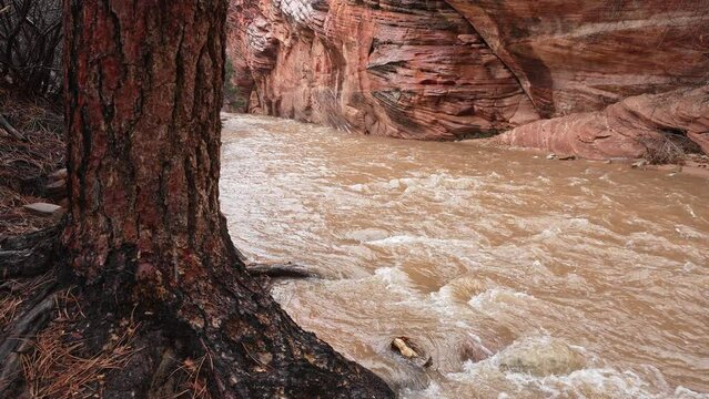 View of desert canyon during heavy rain as river flows downstream during flood in Zion National Park.