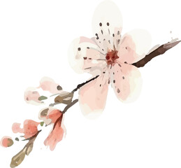 pink cherry blossom.watercolor illustration