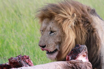 Portrait of a lion sitting near his buffalo kill and looking down on it