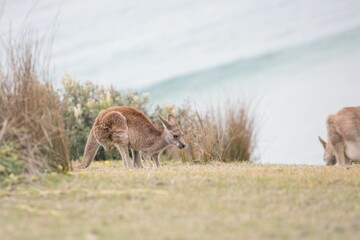 Obraz na płótnie Canvas Kangaroos playing at Emerald Beach, Australia.
