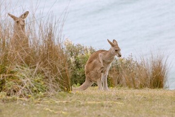 Kangaroos playing at Emerald Beach, Australia.