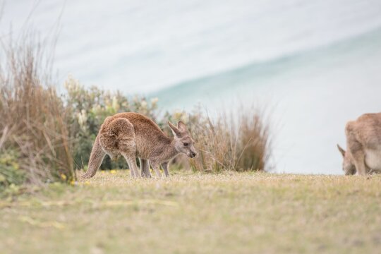 Kangaroos playing at Emerald Beach, Australia.