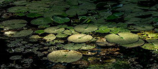 Lily pads