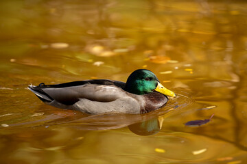 Obraz premium Male duck