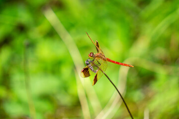 red dragonfly

