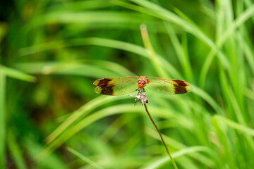 red dragonfly
