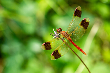 red dragonfly
