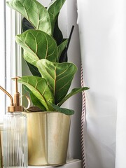 Vertical shot of a green plant with large leaves in a metallic pot on windowsill with white curtains