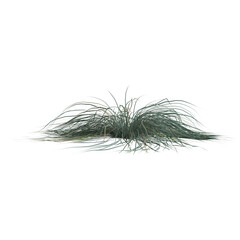 3d illustration of festuca glauca grass isolated on transparent background