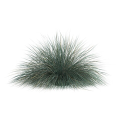3d illustration of festuca glauca grass isolated on transparent background