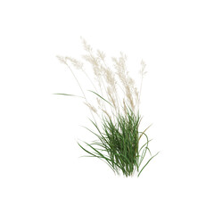 3d illustration of calamagrostis arundinacea bush isolated on transparent background