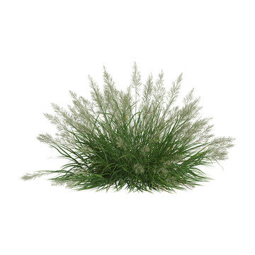 3d illustration of calamagrostis arundinacea bush isolated on transparent background