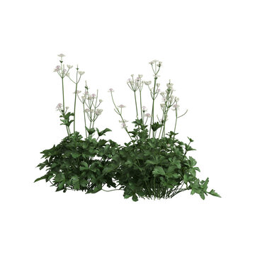 3d illustration of astrantia major bush isolated on transparent background