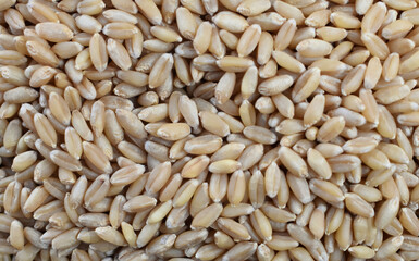 A closeup texture of wheat grains