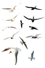 Naklejka premium Collection of seagulls birds flying isolated on empty background. Birds sets isolated. Group of seagulls