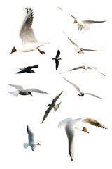 Collection of seagulls birds flying isolated on empty background. Birds sets isolated. Group of seagulls