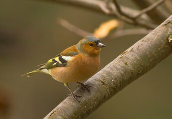 pinson des arbres