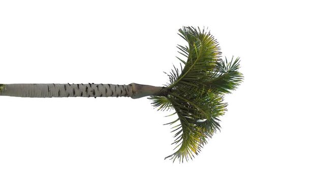 Palm trees in the wind, cropped on white background and bluescreen chroma key, 4K