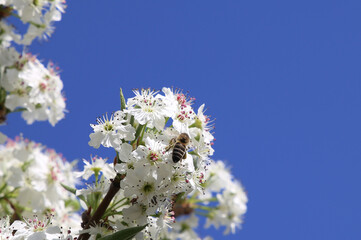 bee pollinating cherries close up